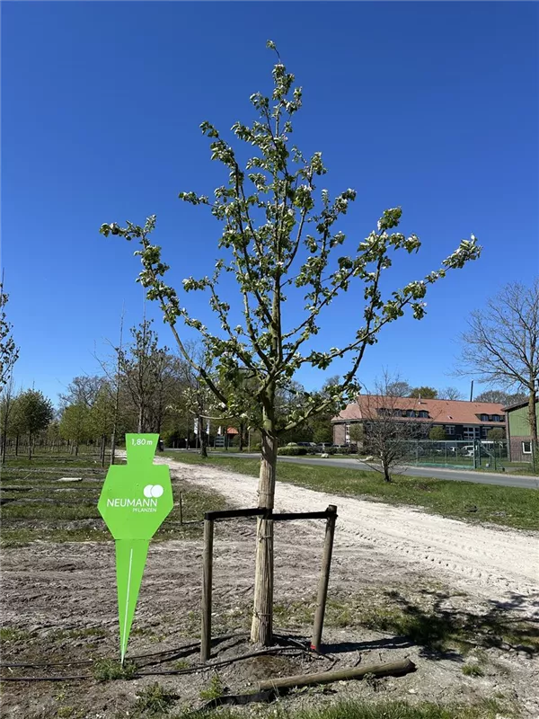 Malus 'Roter Boskoop' CAC