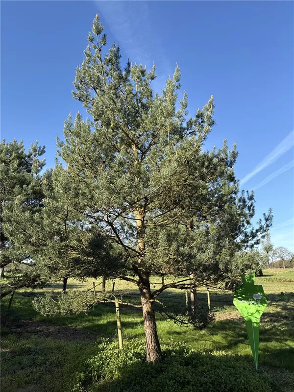 Pinus sylvestris