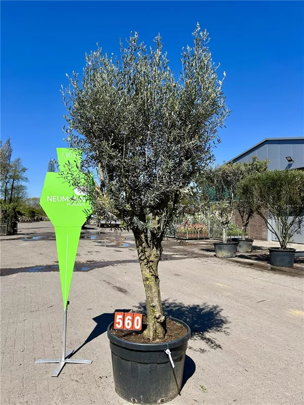 Olea europaea