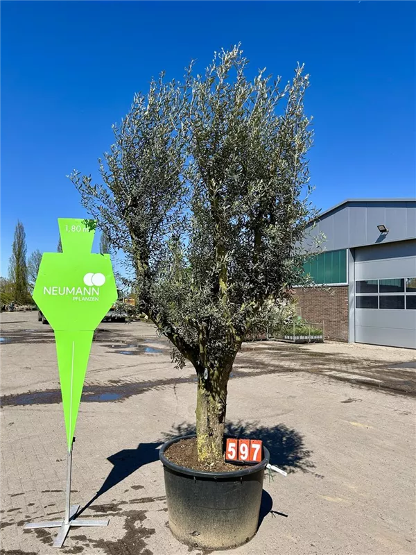 Olea europaea 'Sevillenca'