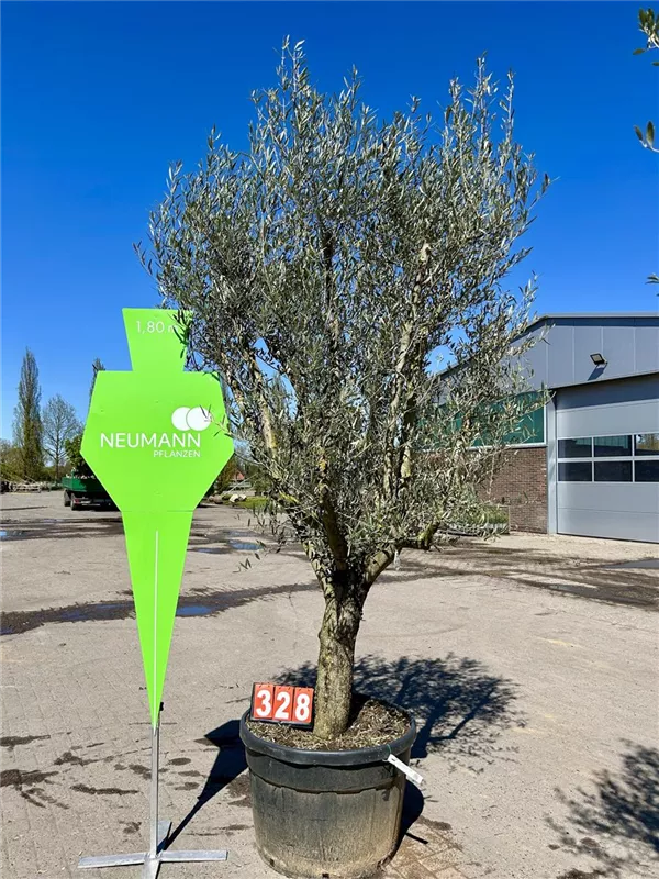 Olea europaea