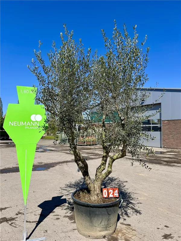 Olea europaea