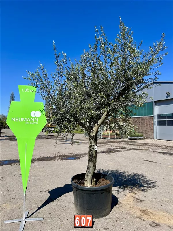 Olea europaea 'Arbequina'