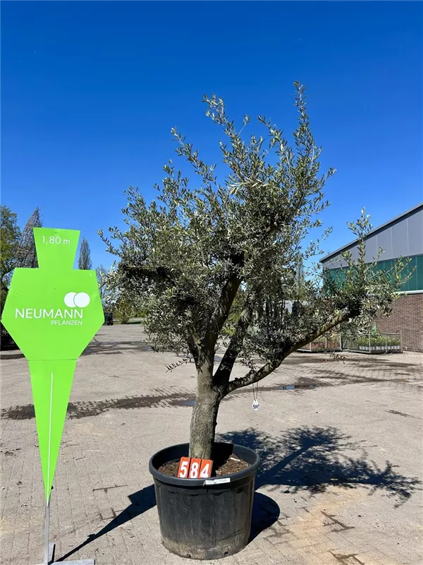 Olea europaea