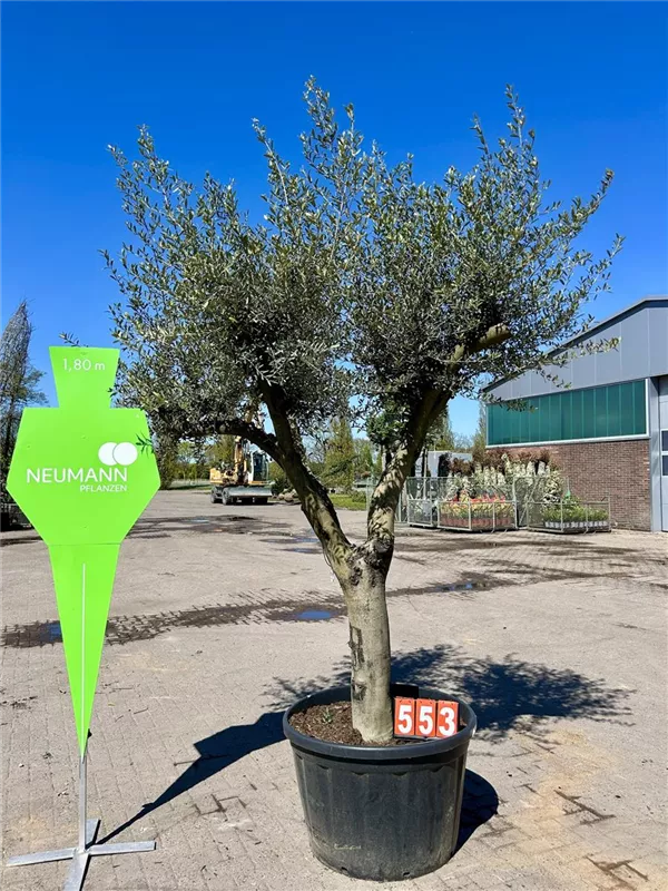 Olea europaea