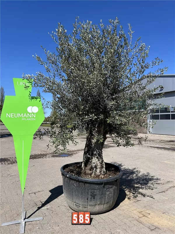 Olea europaea