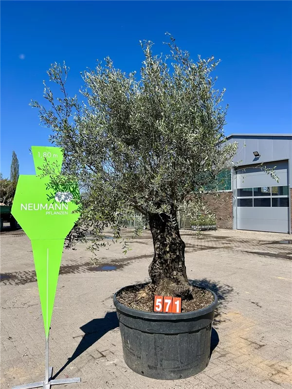 Olea europaea