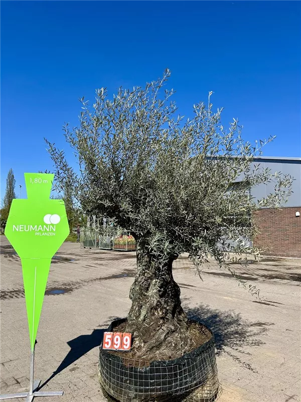 Olea europaea