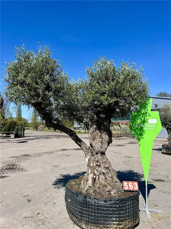 Olea europaea