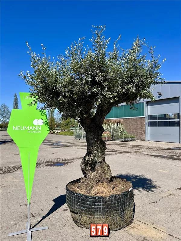 Olea europaea