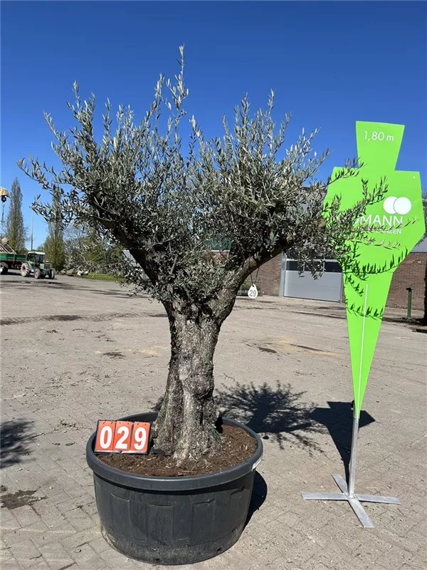 Olea europaea