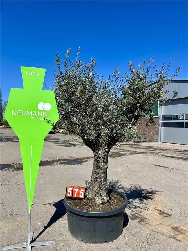Olea europaea