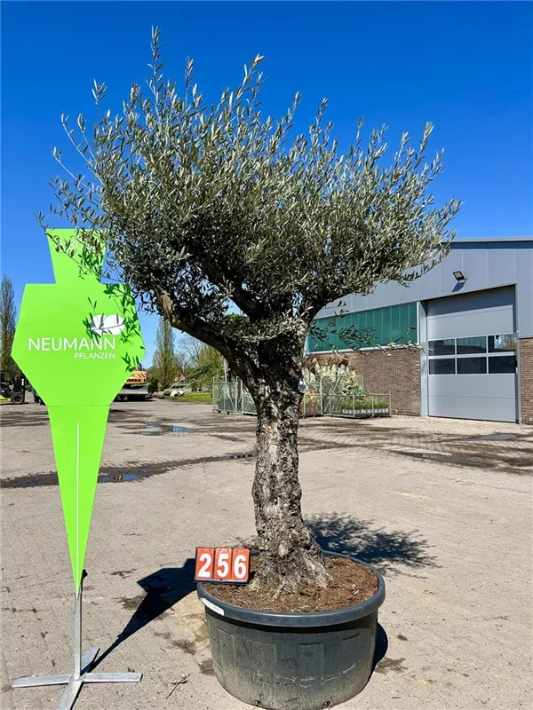Olea europaea