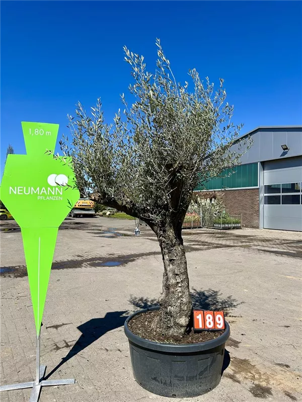 Olea europaea