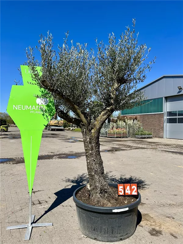 Olea europaea