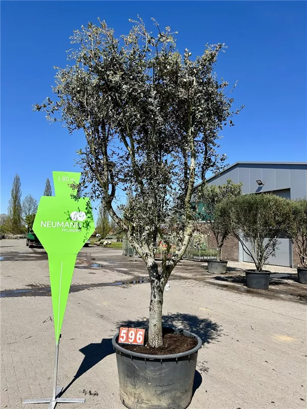 Quercus ilex 'Rotundifolia'