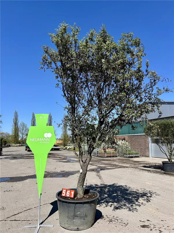 Quercus ilex 'Rotundifolia'