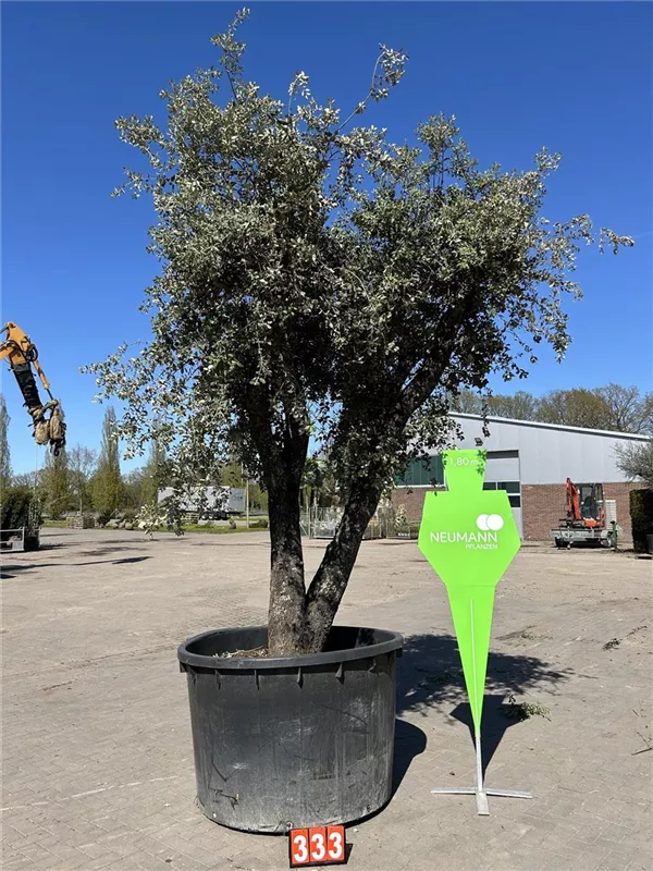 Quercus ilex 'Rotundifolia'