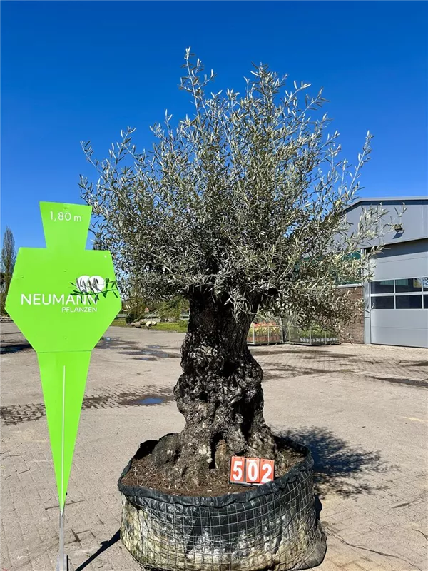 Olea europaea
