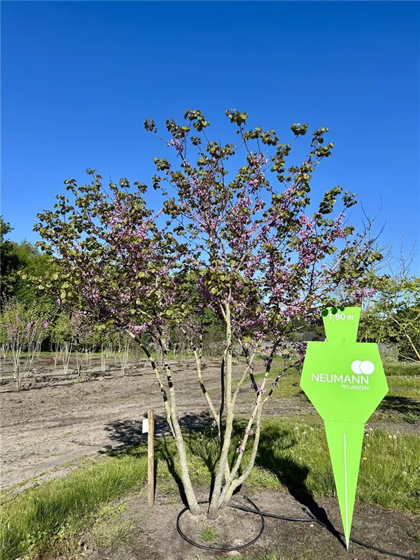 Cercidiphyllum japonicum