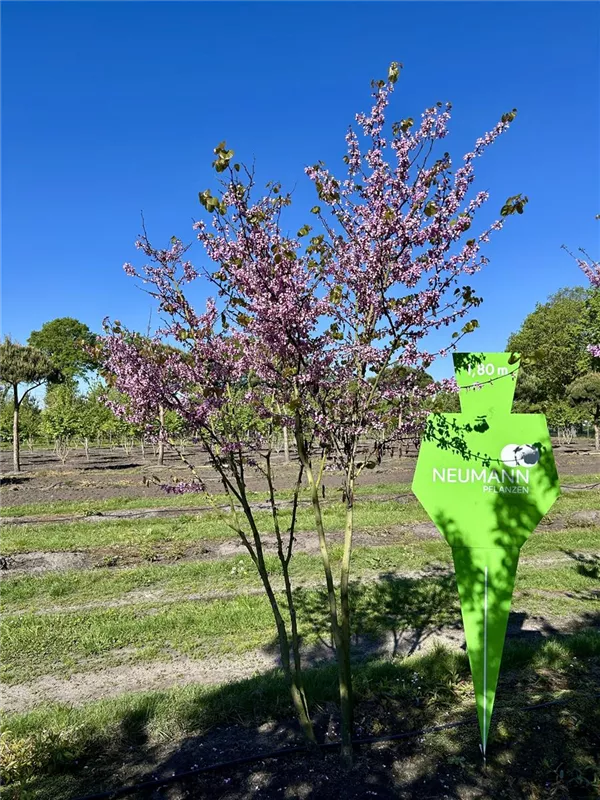 Cercis siliquastrum