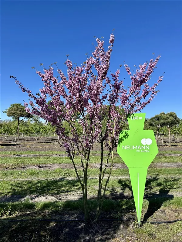 Cercis siliquastrum
