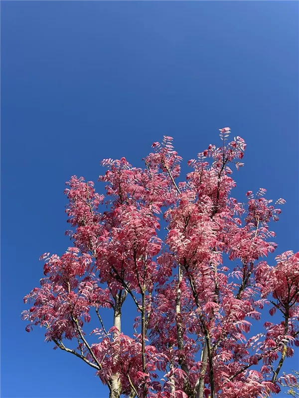 Toona sinensis 'Flamingo'