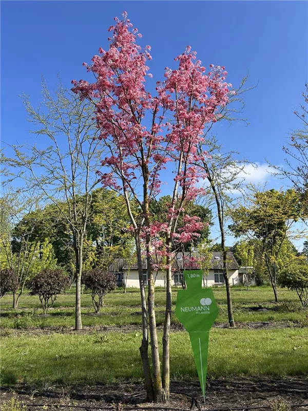 Toona sinensis 'Flamingo'
