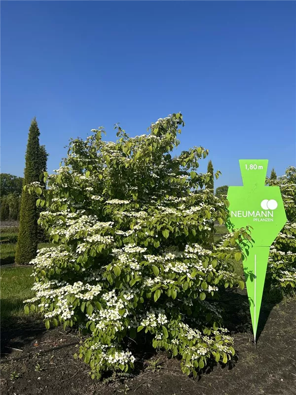 Viburnum plicatum tomentosum