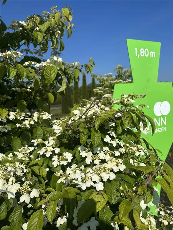 Viburnum plicatum tomentosum