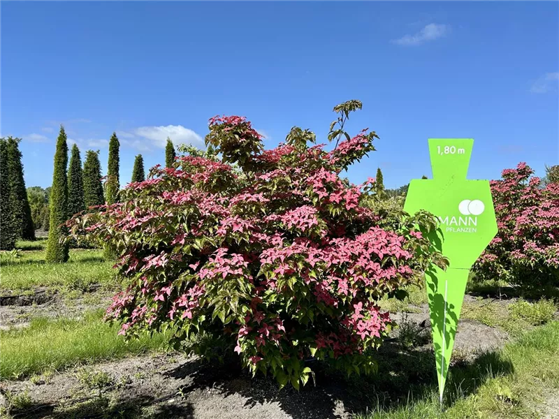 Cornus kousa 'Scarlet Fire' -R-