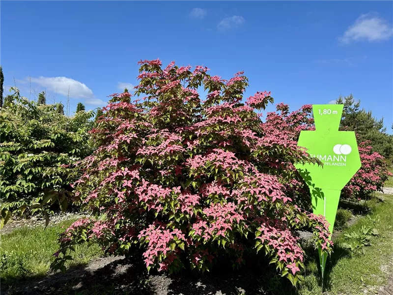 Cornus kousa 'Scarlet Fire' -R-