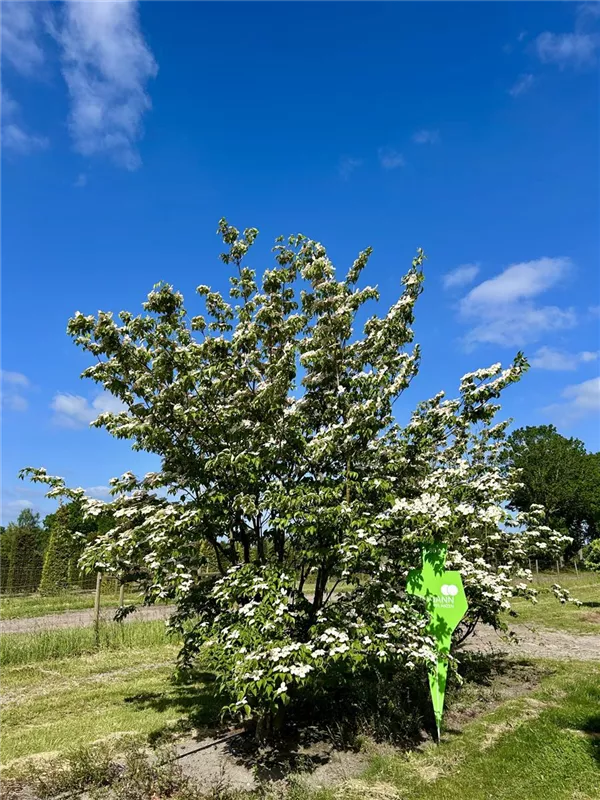 Cornus 'Stellar Pink' -R-
