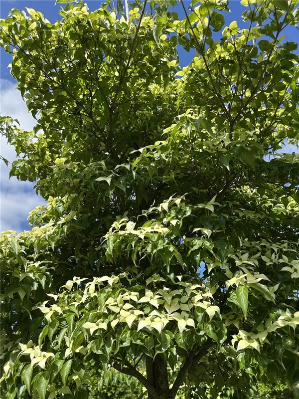Cornus kousa chinensis