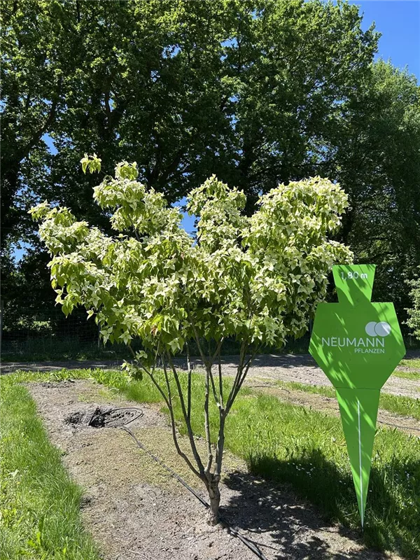 Cornus kousa chinensis
