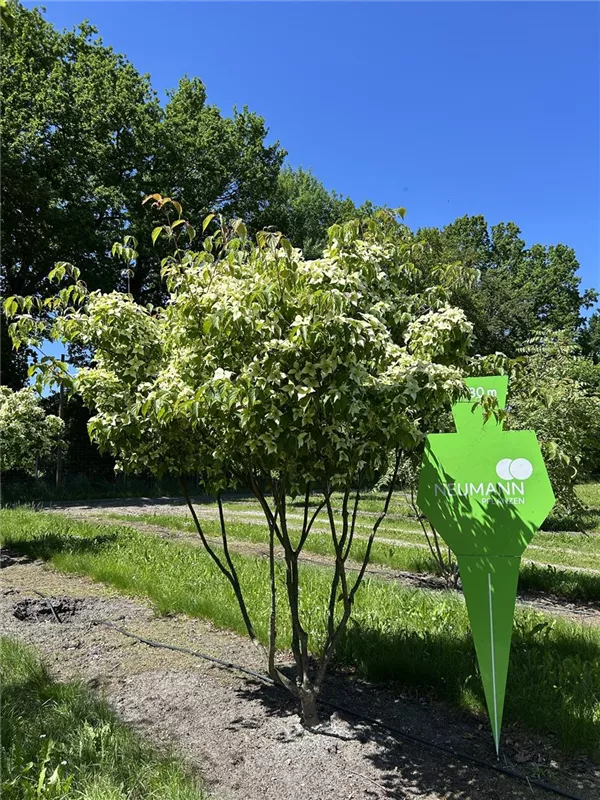 Cornus kousa chinensis