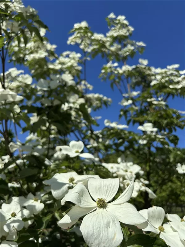 Cornus kousa 'Venus' -R-