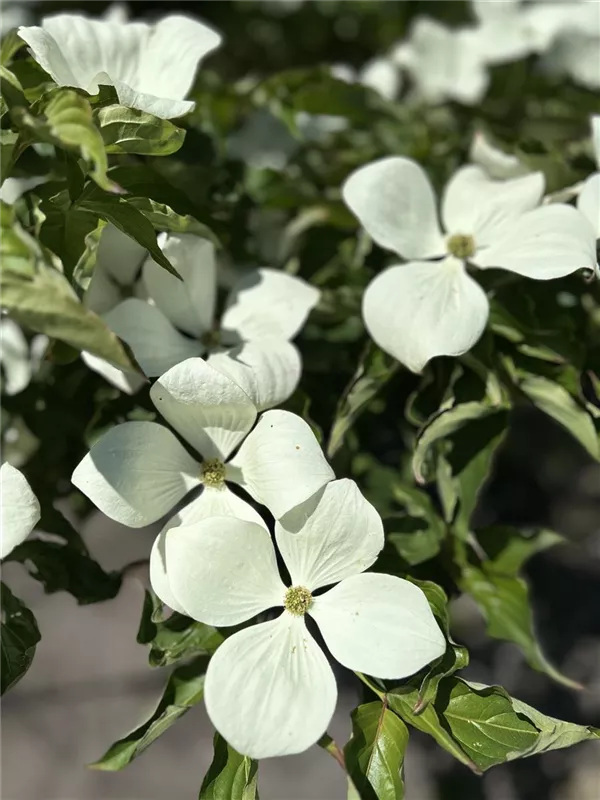 Cornus kousa 'Venus' -R-