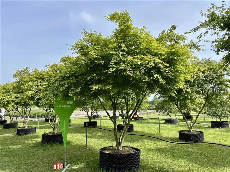 Acer palmatum