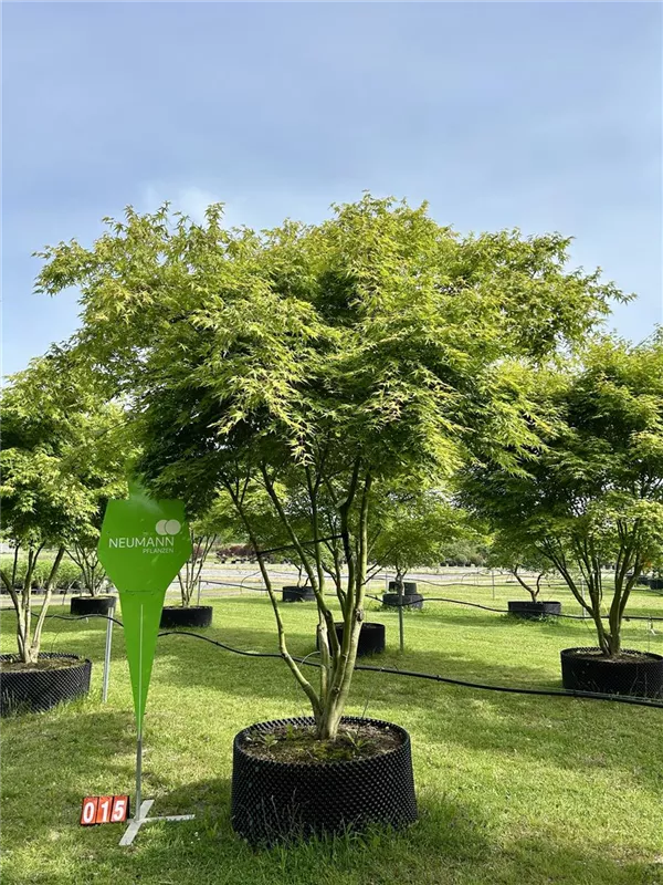 Acer palmatum