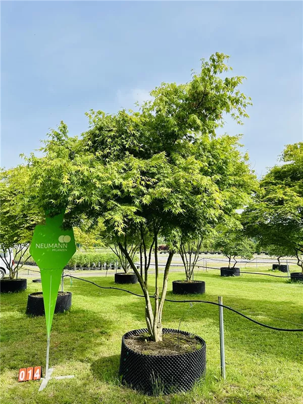 Acer palmatum