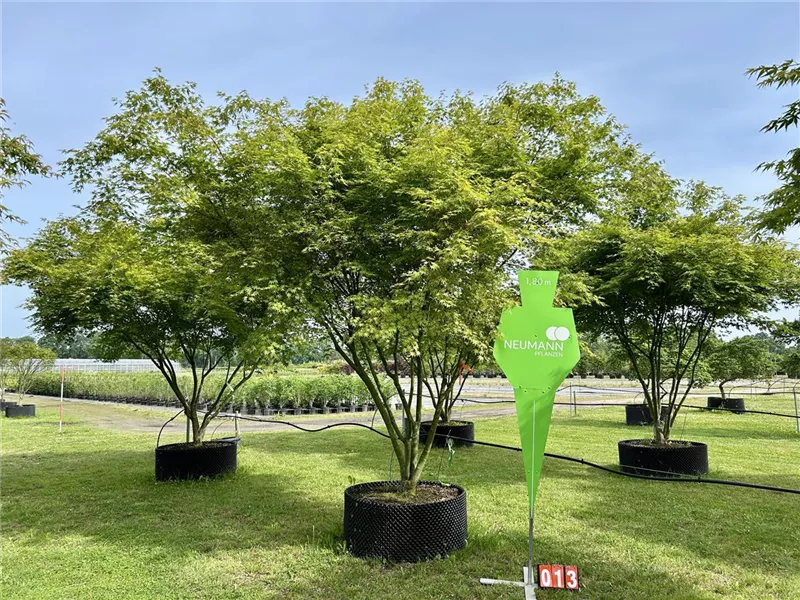 Acer palmatum