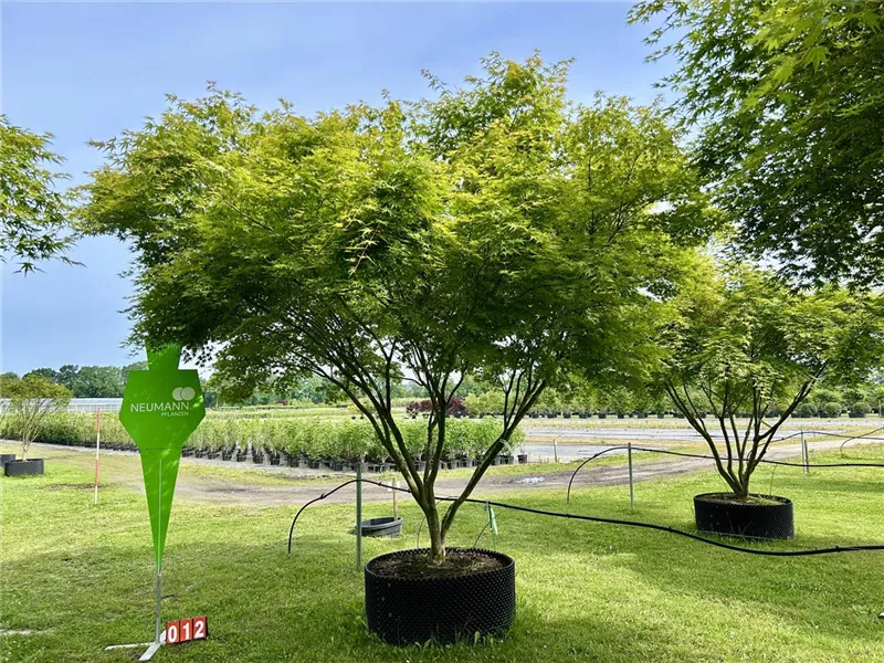 Acer palmatum