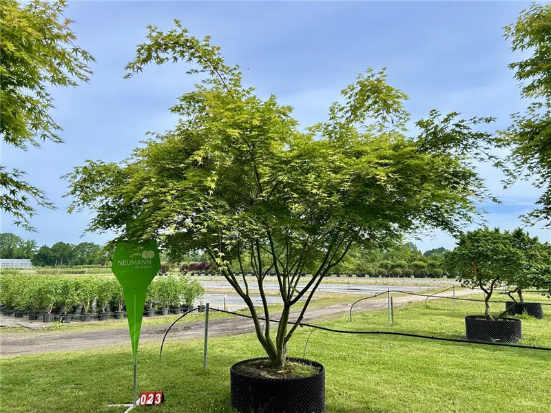 Acer palmatum