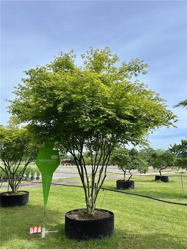 Acer palmatum