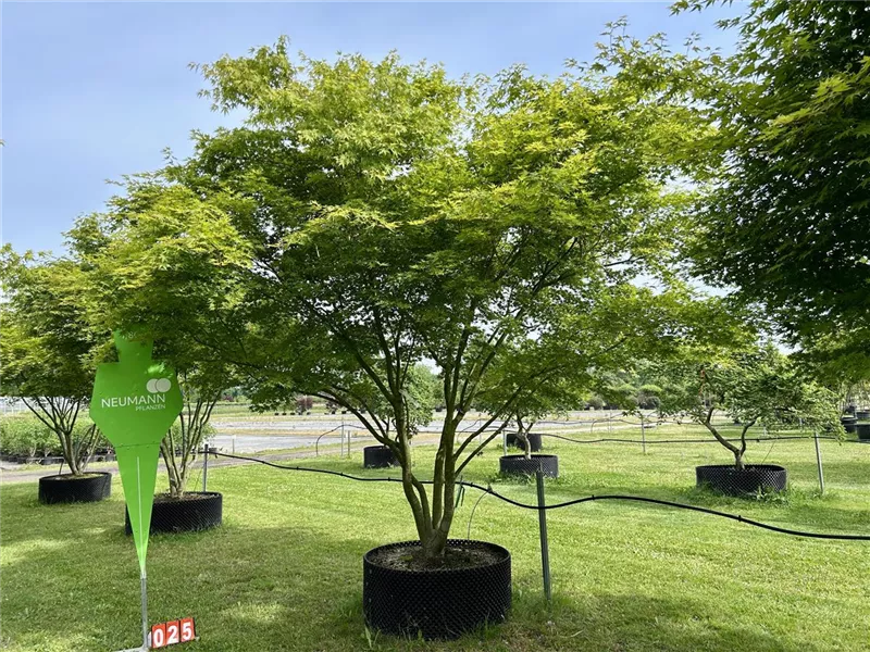 Acer palmatum