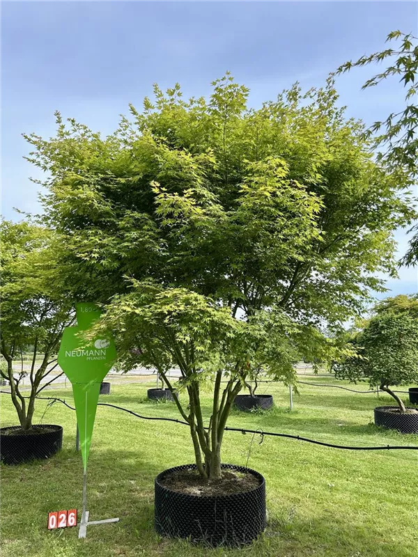 Acer palmatum