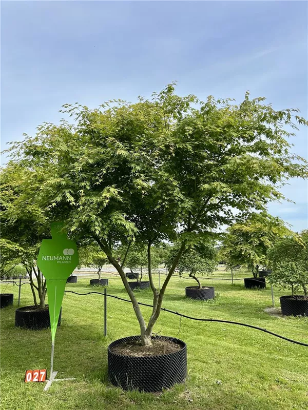 Acer palmatum