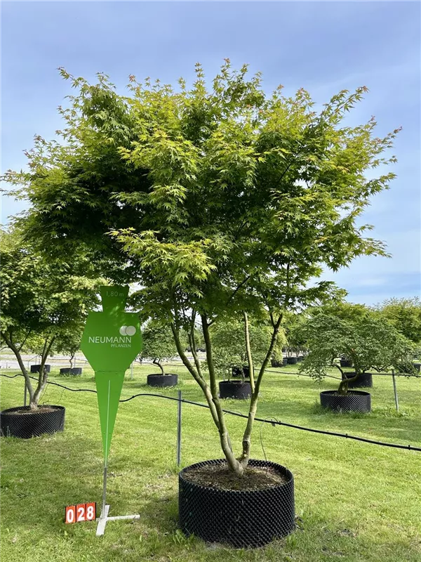 Acer palmatum