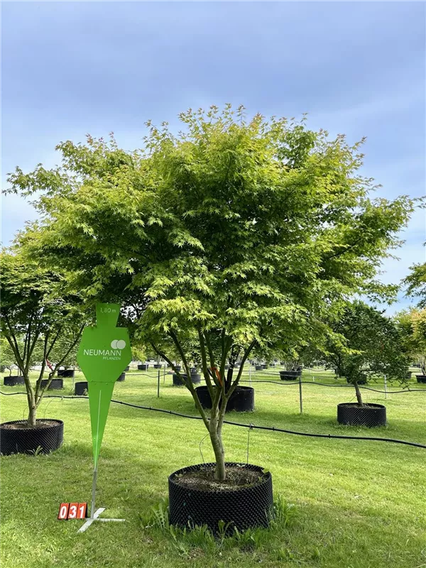 Acer palmatum